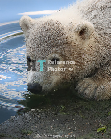 Polar bear cub
