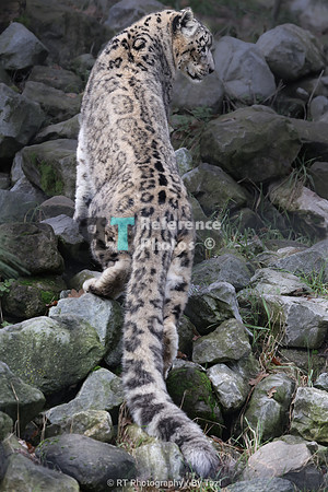 Snow leopard