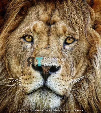 African lion close up