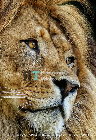 African lion