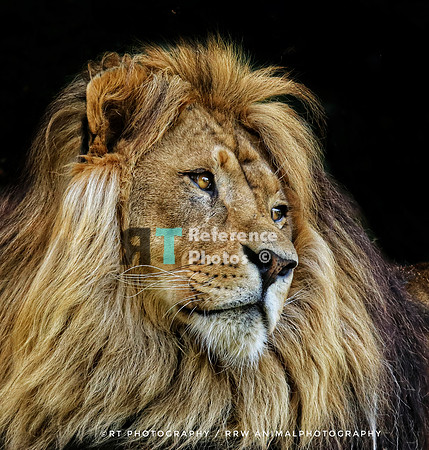 African lion