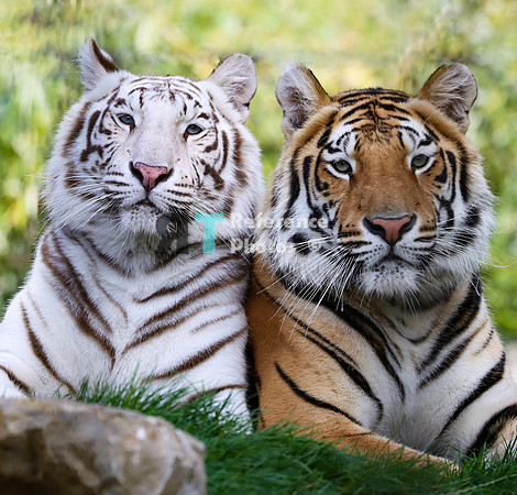 Bengal tigers (White Tiger)
