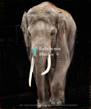 Asian elephant