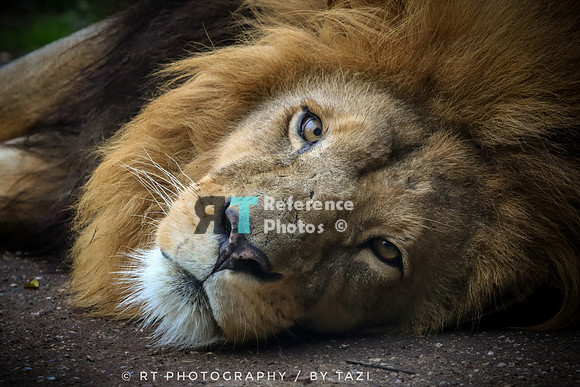Relaxing lion