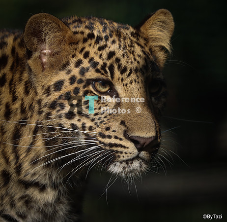 Leopard cub