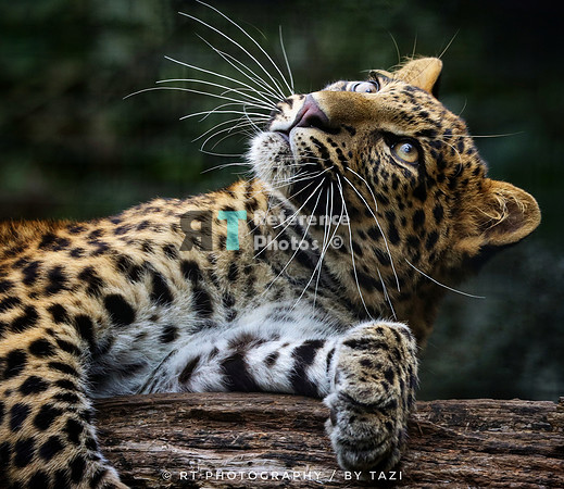 Leopard cub looking up