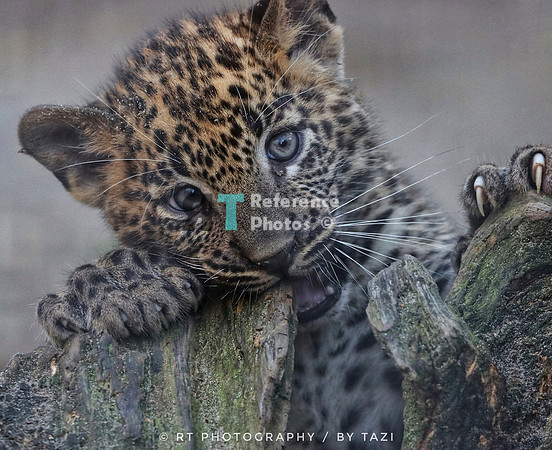 Sri Lankan leopard cub