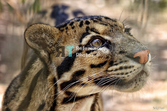 Clouded leopard