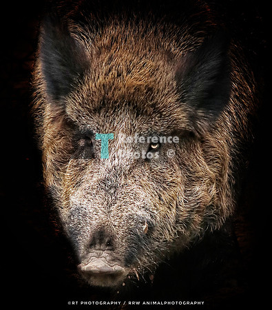 European Wild Pig