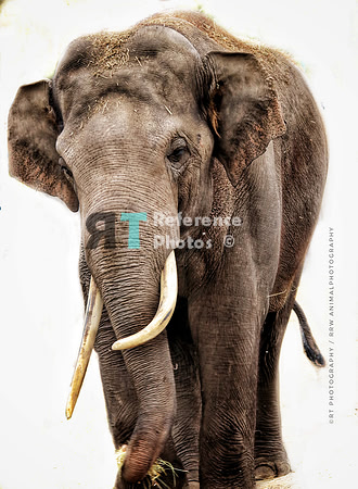 Asian Elephant