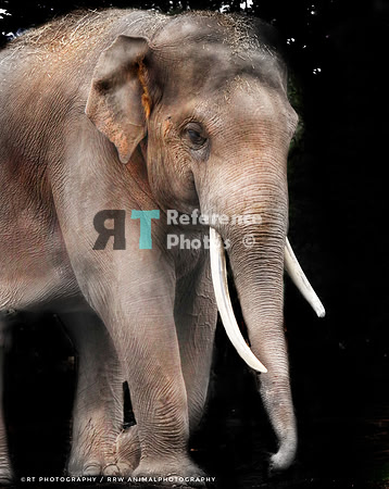 Asian elephant