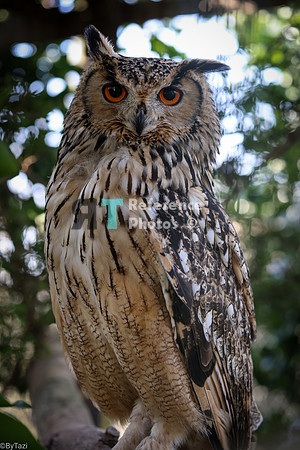 Bengal eagle owl