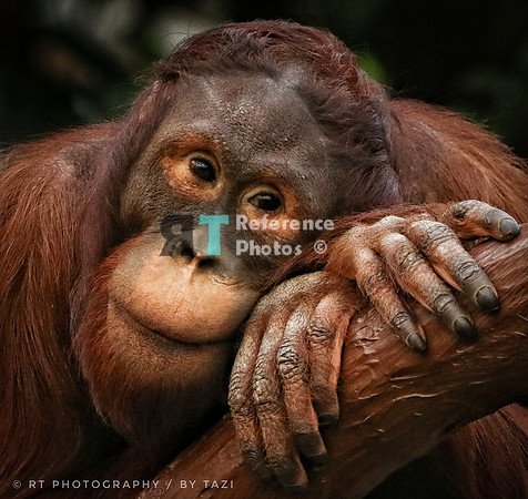 Orangutan (Note: Grainy, but still detailed)