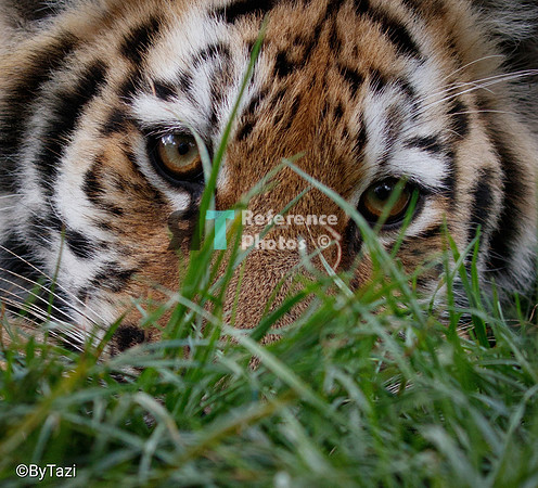 Amur Tiger cub in grass