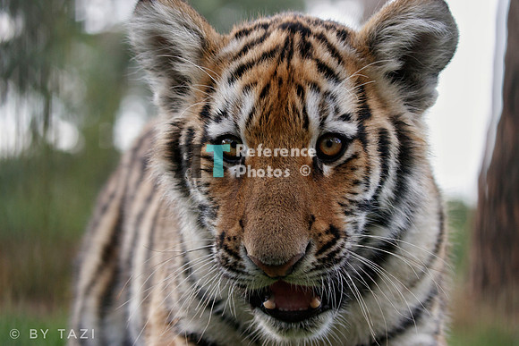 Curious tiger cub