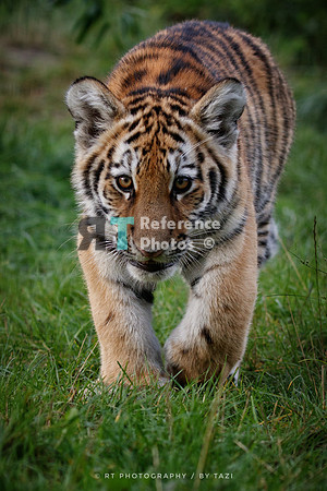 Amur Tiger cub on the prowl