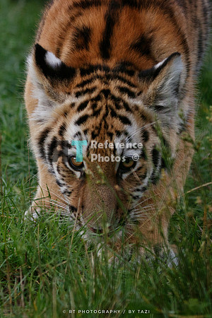 Curious tiger cub (Note: slightly grainy, but still detailed)