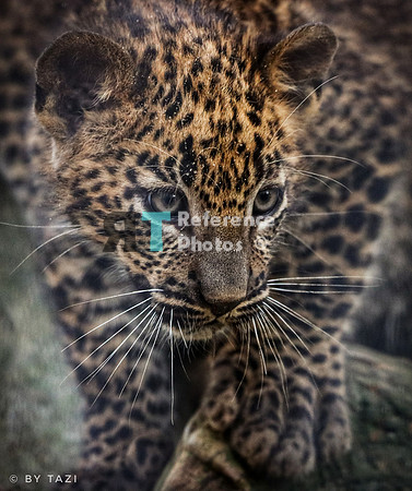 Sri lankan Leopard cub exploring