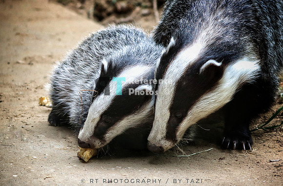 Adult & young badger