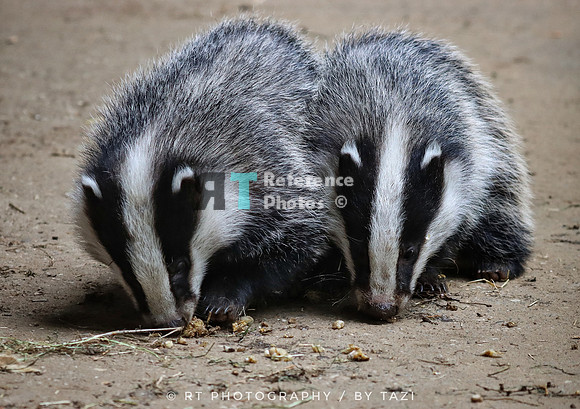 Two young badgers