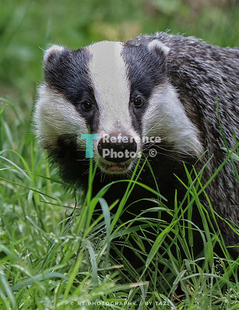 Badger