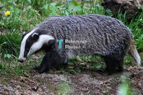 Badger