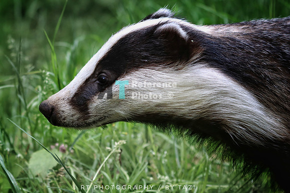 Badger