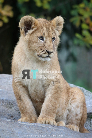 Lion cub