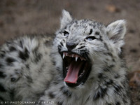 Snow Leopard cub