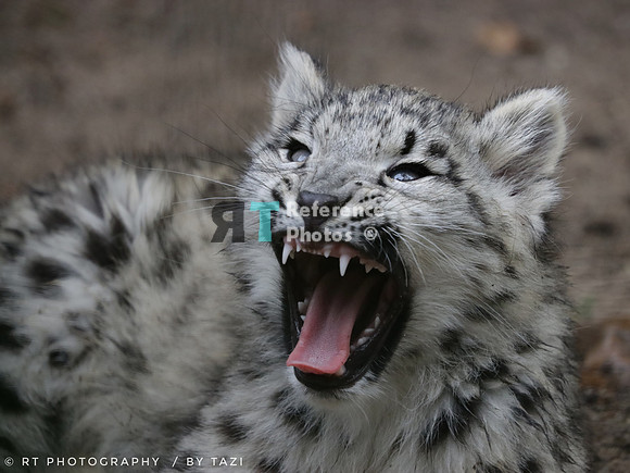 Snow Leopard cub