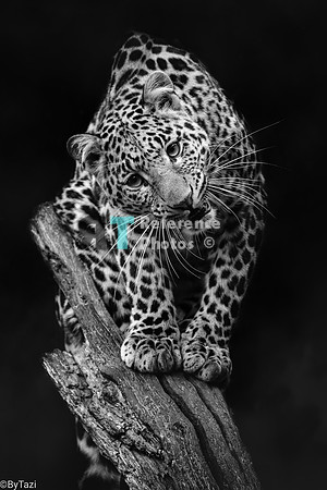 Leopard (Note: Quite grainy on right side of the face)