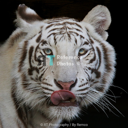 White tiger