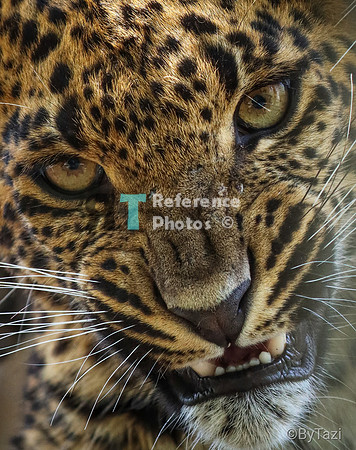 Hissing Srilankan leopard