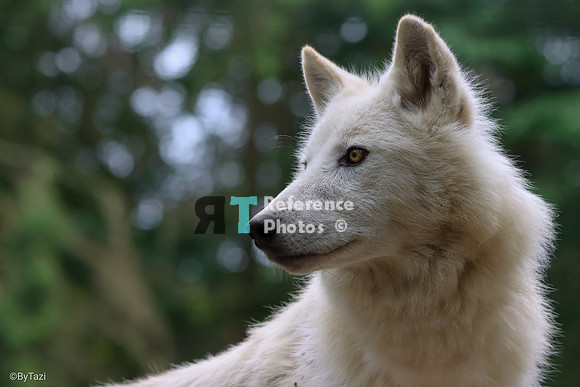 Hudson Bay Wolf