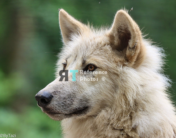 Hudson Bay Wolf