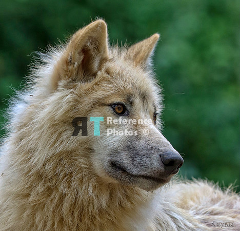 Hudson Bay Wolf