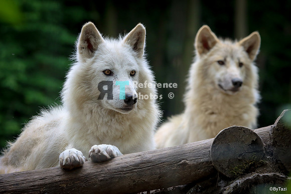 Hudson Bay Wolf