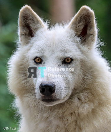 Hudson Bay Wolf