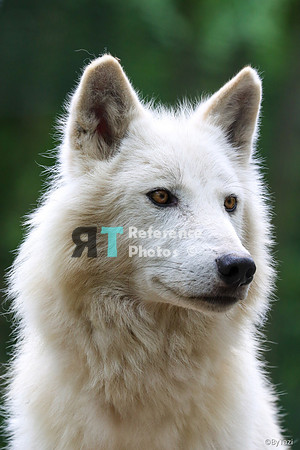 Hudson Bay Wolf