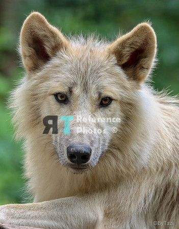 Hudson Bay Wolf