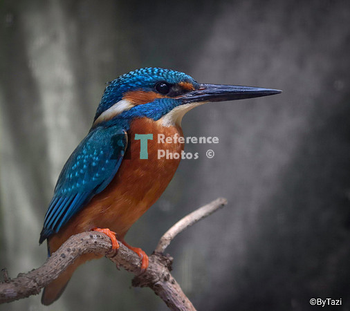 Kingfisher