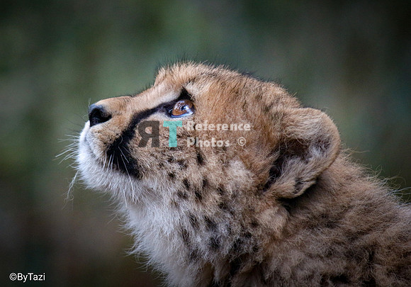 Cheetah