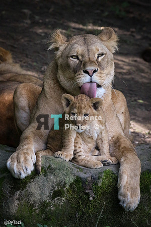 Lioness & cub