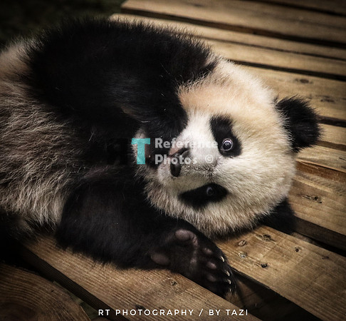 Baby giant panda (slightly grainy)