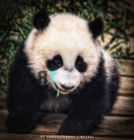 Baby giant panda (Quite grainy)