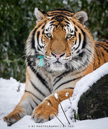 Siberian tiger in the snow