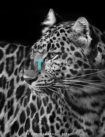 Leopard B&W