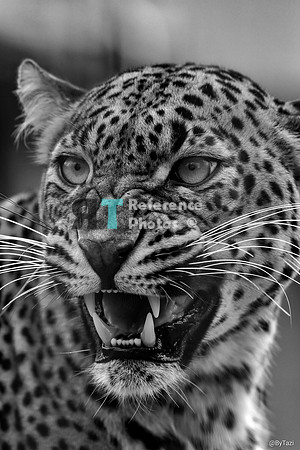 Hissing Sri Lanka Leopard (B&W)