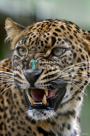 Hissing Srilankan leopard (Colour)
