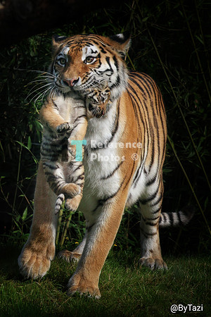 Siberian tiger carrière cub (Quite grainy)